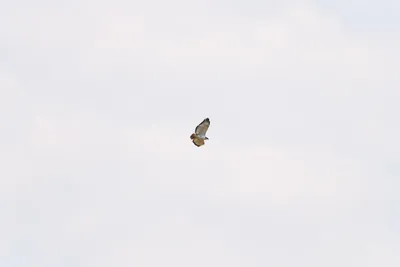 DSC_3631 (Large).JPG